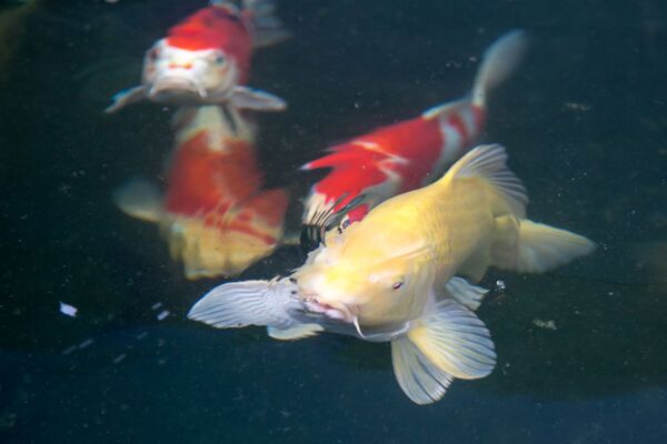 FlexiRoof Koi Carp Pond Koi Carp swimming